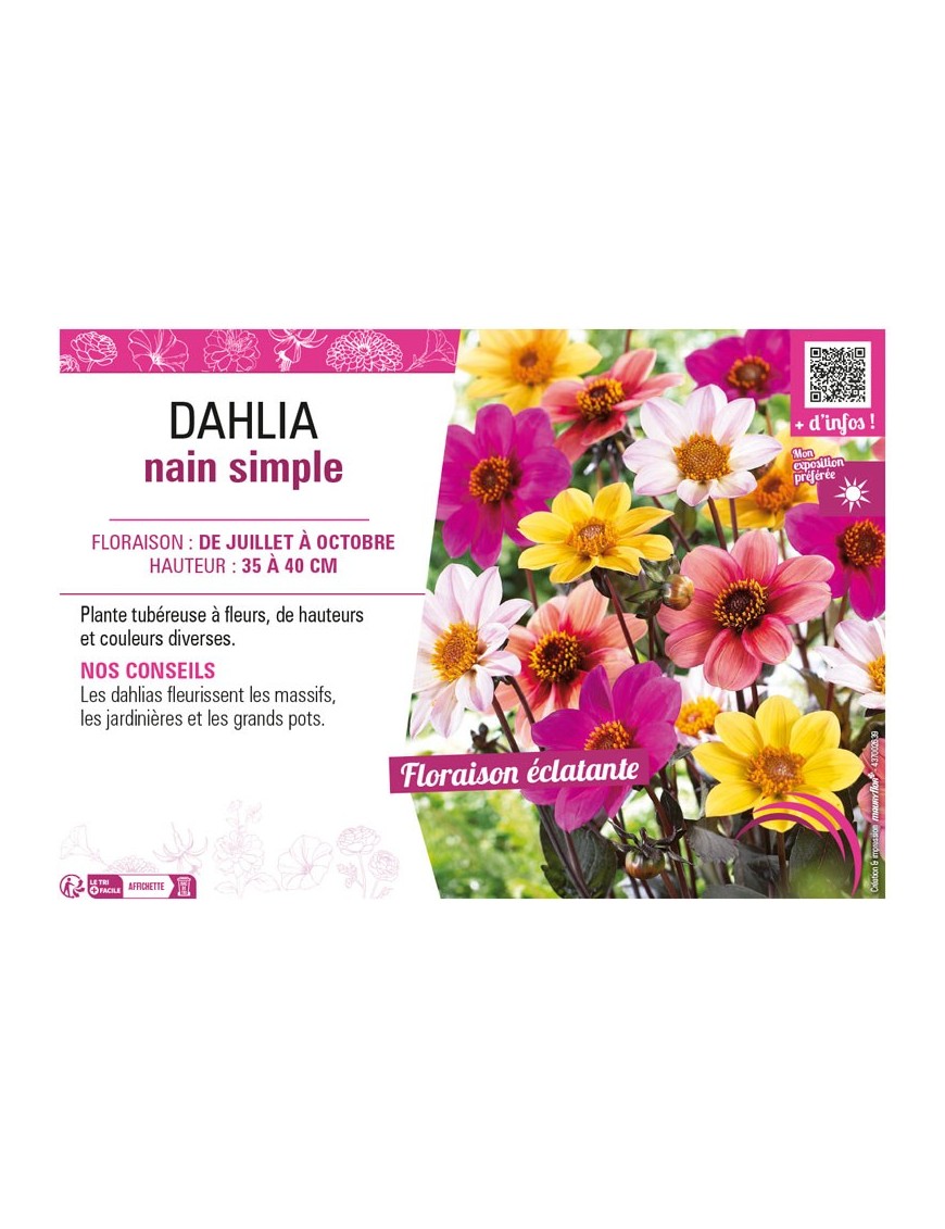 DAHLIA NAIN SIMPLE (varié)
