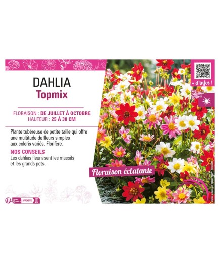 DAHLIA TOPMIX (varié)