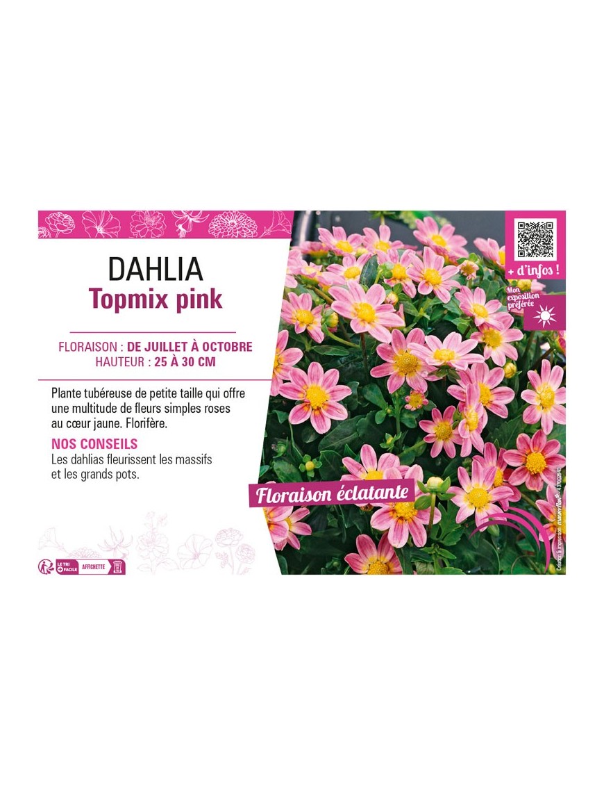 DAHLIA TOPMIX PINK