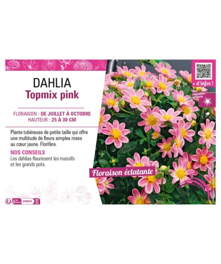DAHLIA TOPMIX PINK
