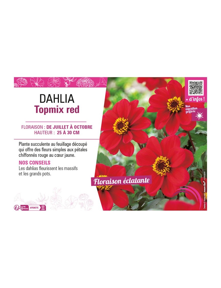 DAHLIA TOPMIX RED