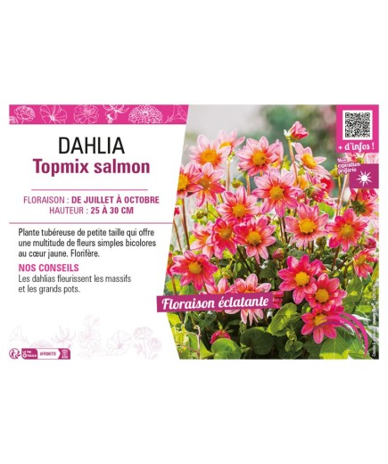 DAHLIA TOPMIX SALMON