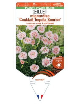 DIANTHUS plumarius Cocktail Tequila Sunrise voir Œillet mignardise