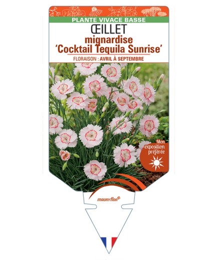 DIANTHUS plumarius Cocktail Tequila Sunrise voir Œillet mignardise