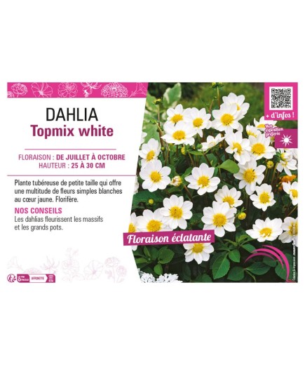 DAHLIA TOPMIX WHITE