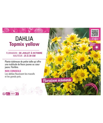 DAHLIA TOPMIX YELLOW
