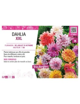 DAHLIA XXL