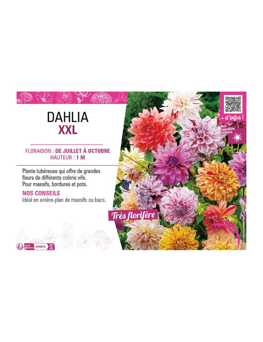 DAHLIA XXL