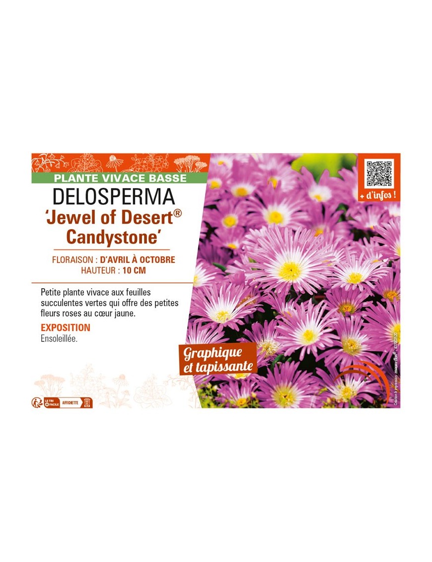 DELOSPERMA Jewel of Desert Candystone