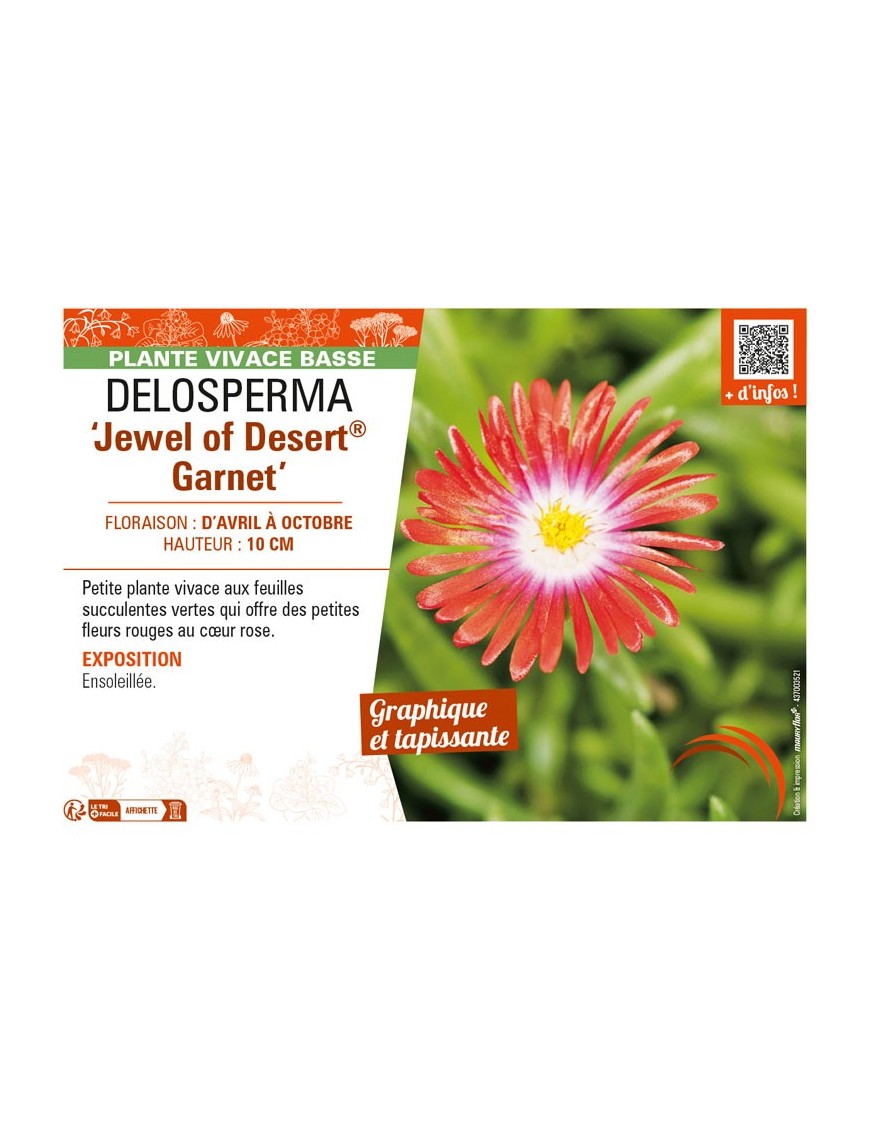 DELOSPERMA Jewel of Desert Garnet