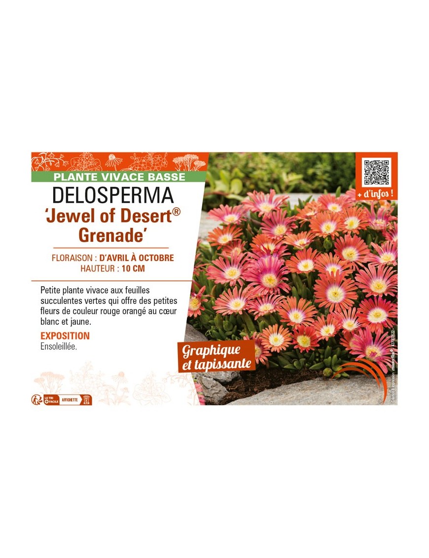 DELOSPERMA Jewel of Desert Grenade