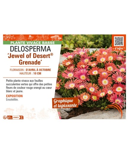 DELOSPERMA Jewel of Desert Grenade