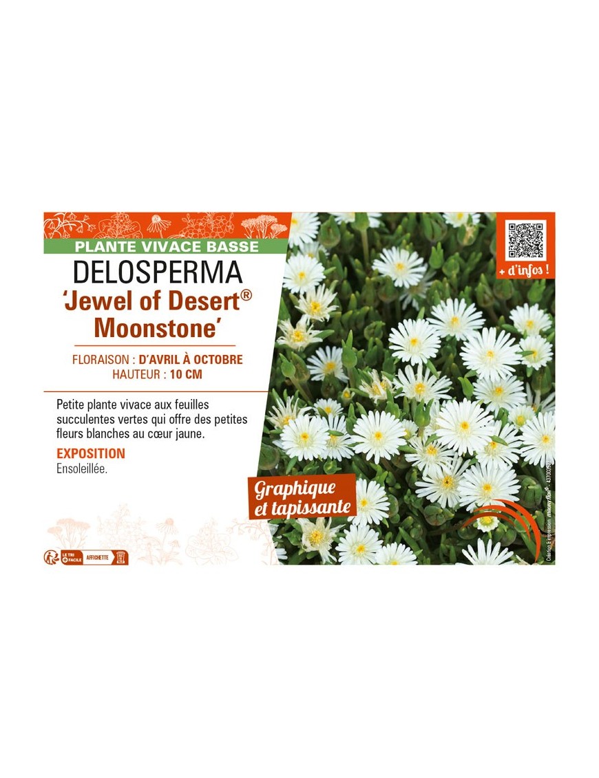 DELOSPERMA Jewel of Desert Moonstone