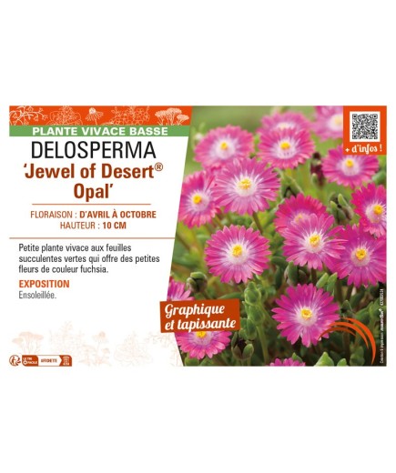 DELOSPERMA Jewel of Desert Opal