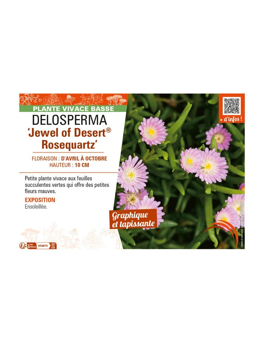 DELOSPERMA Jewel of Desert Rosequartz