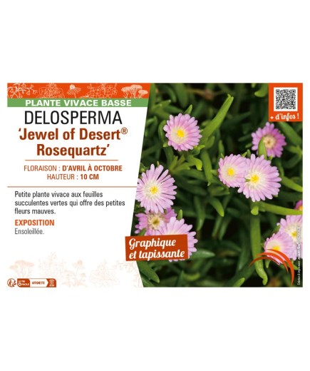 DELOSPERMA Jewel of Desert Rosequartz