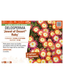 DELOSPERMA Jewel of Desert Ruby