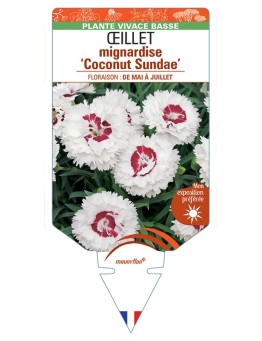 DIANTHUS plumarius Coconut Sundae voir Œillet mignardise