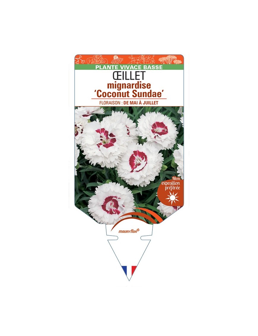 DIANTHUS plumarius Coconut Sundae voir Œillet mignardise