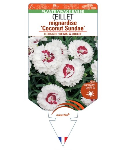DIANTHUS plumarius Coconut Sundae voir Œillet mignardise