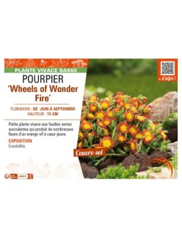 DELOSPERMA nubugenum Wheels of Wonder Fire voir POURPIER