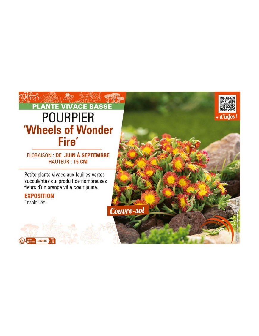 DELOSPERMA nubugenum Wheels of Wonder Fire voir POURPIER