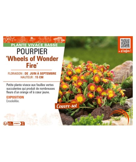 DELOSPERMA nubugenum Wheels of Wonder Fire voir POURPIER