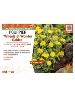 DELOSPERMA nubugenum Wheels of Wonder Golden voir POURPIER