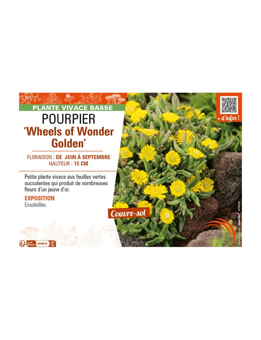DELOSPERMA nubugenum Wheels of Wonder Golden voir POURPIER