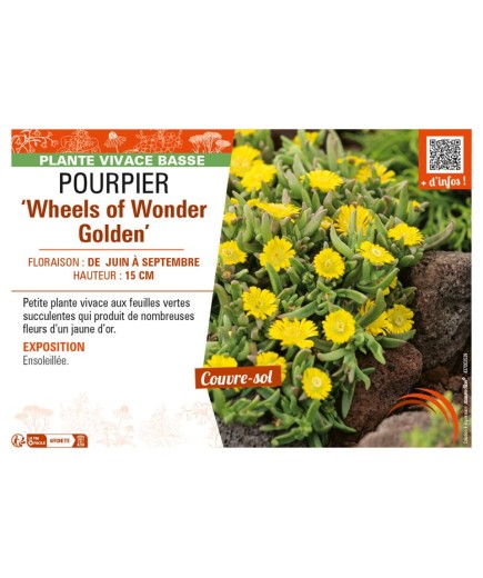 DELOSPERMA nubugenum Wheels of Wonder Golden voir POURPIER