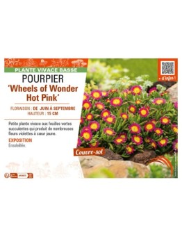 DELOSPERMA nubugenum Wheels of Wonder Hot Pink voir POURPIER