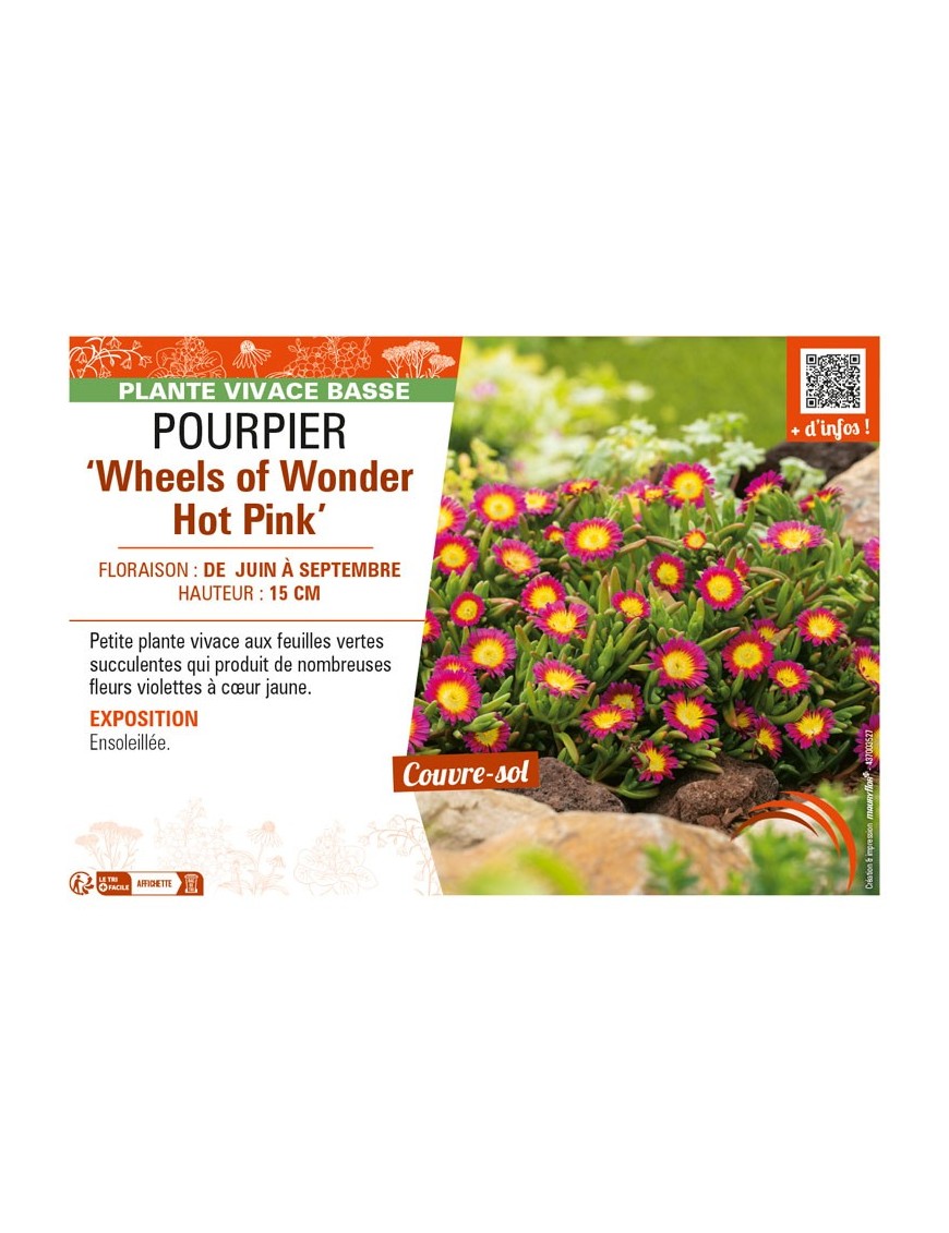 DELOSPERMA nubugenum Wheels of Wonder Hot Pink voir POURPIER