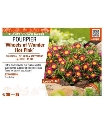 DELOSPERMA nubugenum Wheels of Wonder Hot Pink voir POURPIER