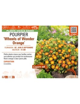 DELOSPERMA nubugenum Wheels of Wonder Orange voir POURPIER