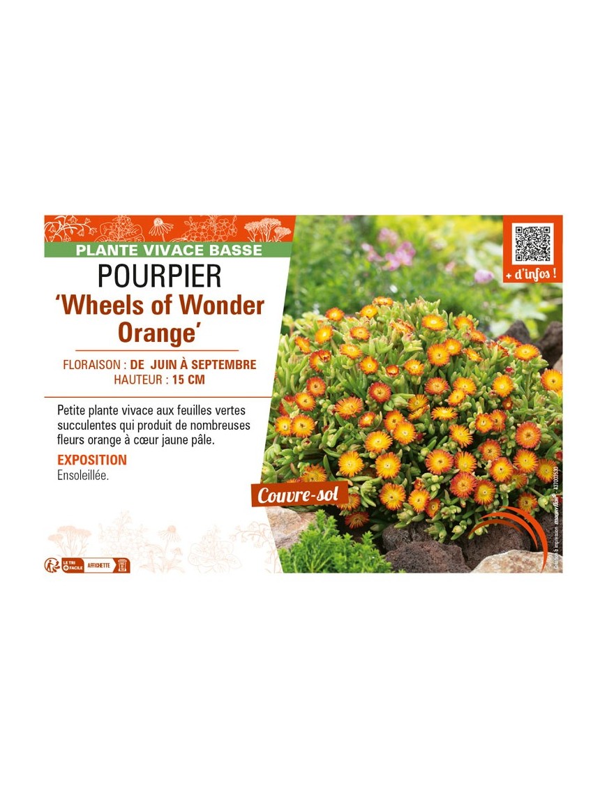 DELOSPERMA nubugenum Wheels of Wonder Orange voir POURPIER