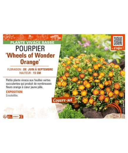 DELOSPERMA nubugenum Wheels of Wonder Orange voir POURPIER