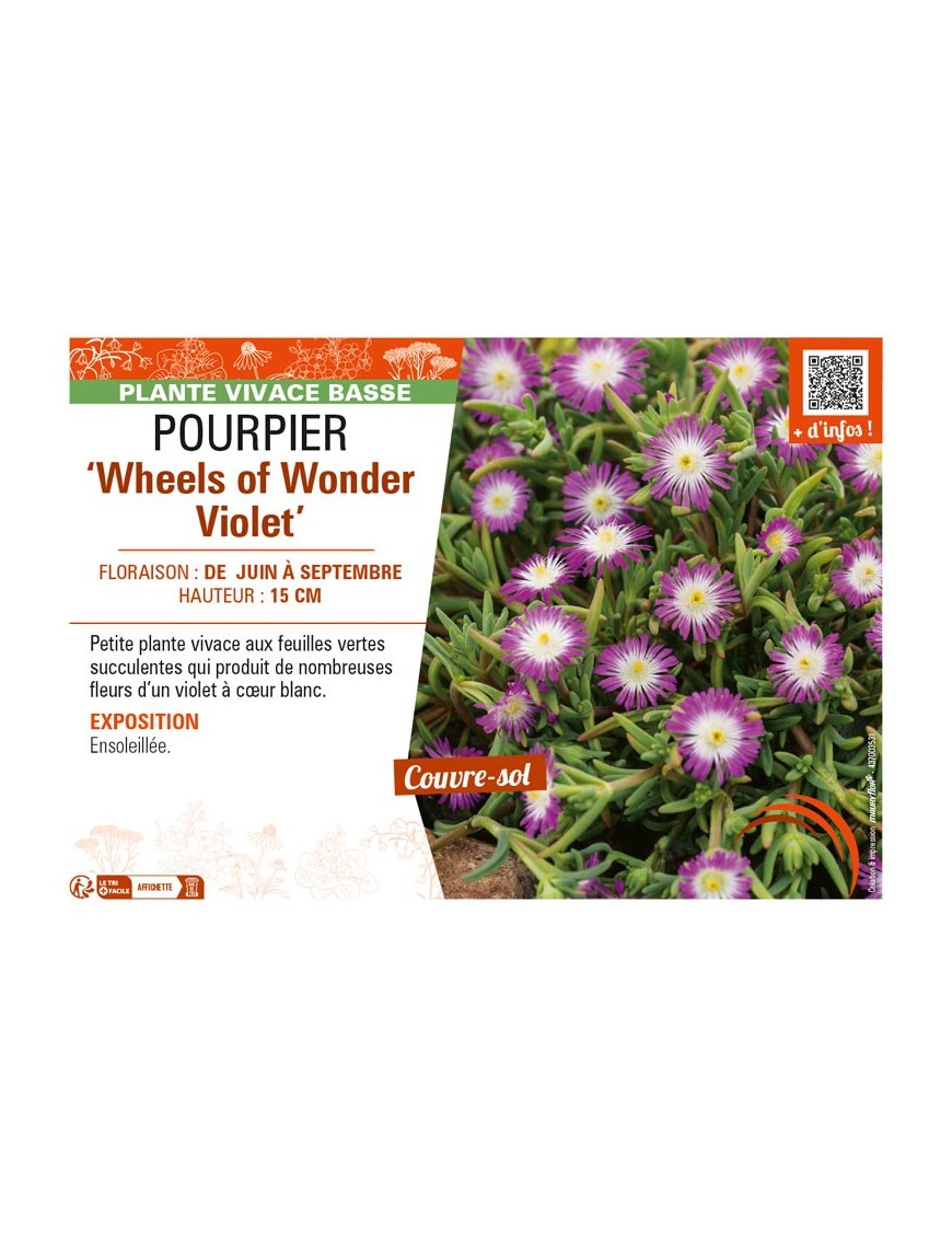 DELOSPERMA nubugenum Wheels of Wonder Violet voir POURPIER
