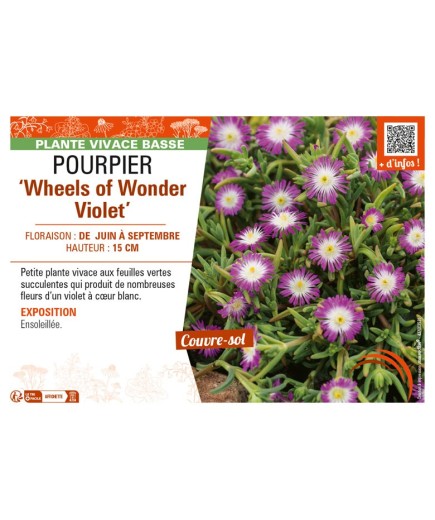 DELOSPERMA nubugenum Wheels of Wonder Violet voir POURPIER