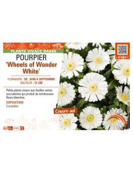 DELOSPERMA nubugenum Wheels of Wonder White voir POURPIER