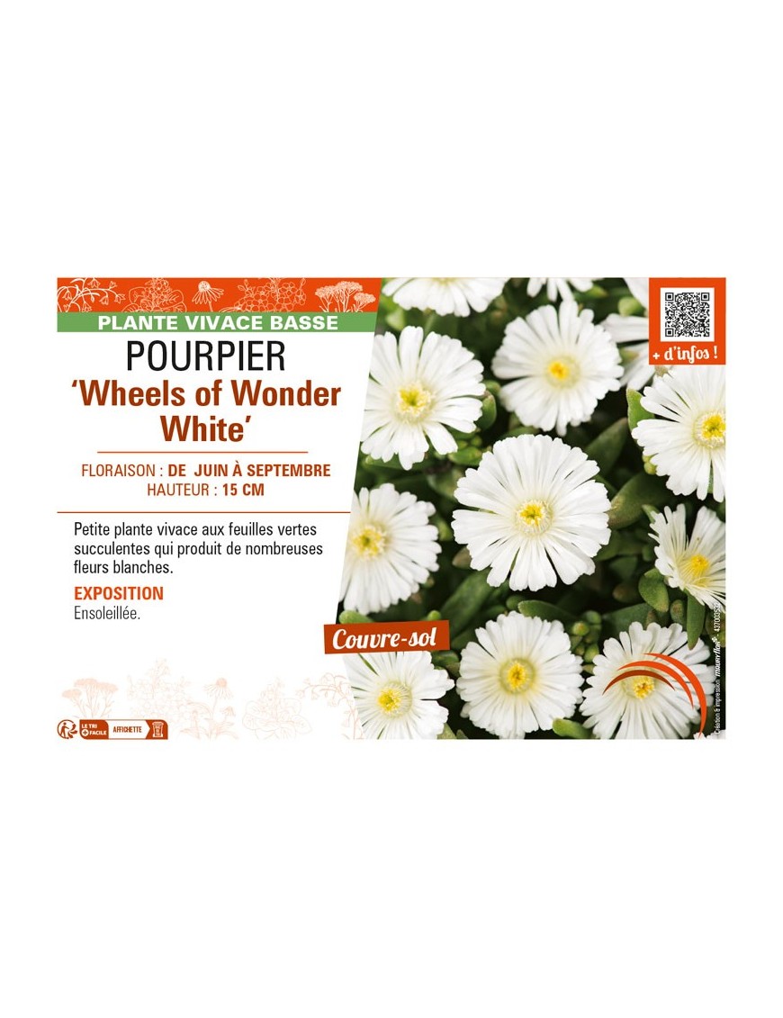 DELOSPERMA nubugenum Wheels of Wonder White voir POURPIER