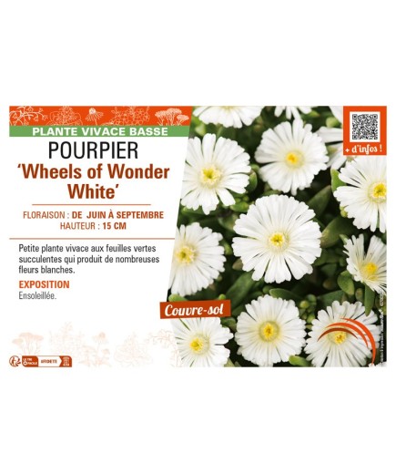 DELOSPERMA nubugenum Wheels of Wonder White voir POURPIER