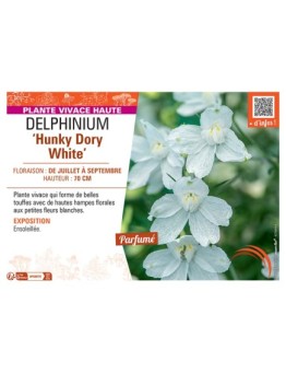 DELPHINIUM ‘Hunky Dory White’