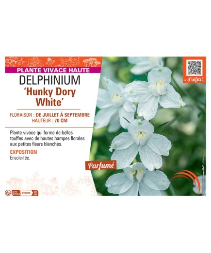 DELPHINIUM ‘Hunky Dory White’