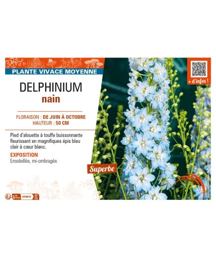 DELPHINIUM nain (bleu clair cœur blanc)