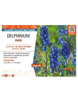 DELPHINIUM nain (bleu foncé cœur blanc)