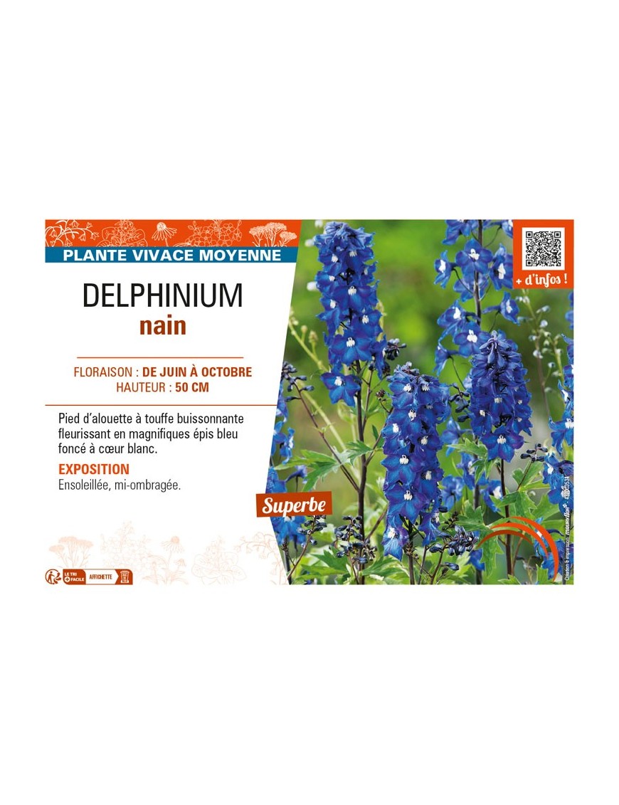 DELPHINIUM nain (bleu foncé cœur blanc)
