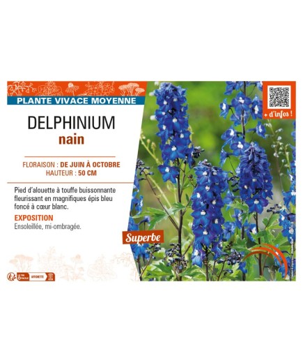 DELPHINIUM nain (bleu foncé cœur blanc)