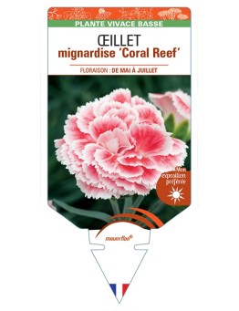 DIANTHUS plumarius Coral Reef voir Œillet mignardise
