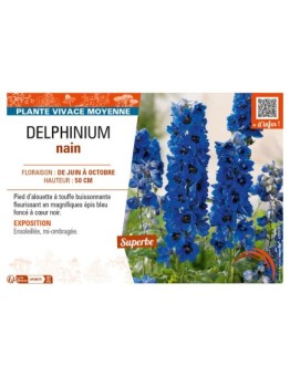 DELPHINIUM nain (bleu foncé cœur noir)