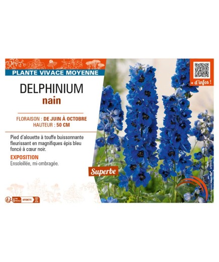 DELPHINIUM nain (bleu foncé cœur noir)